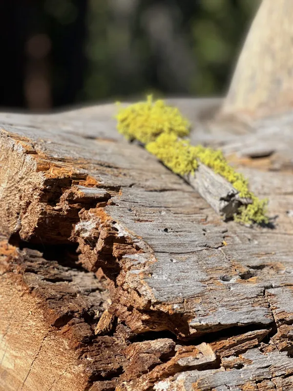 Kings Canyon National Park photo 136