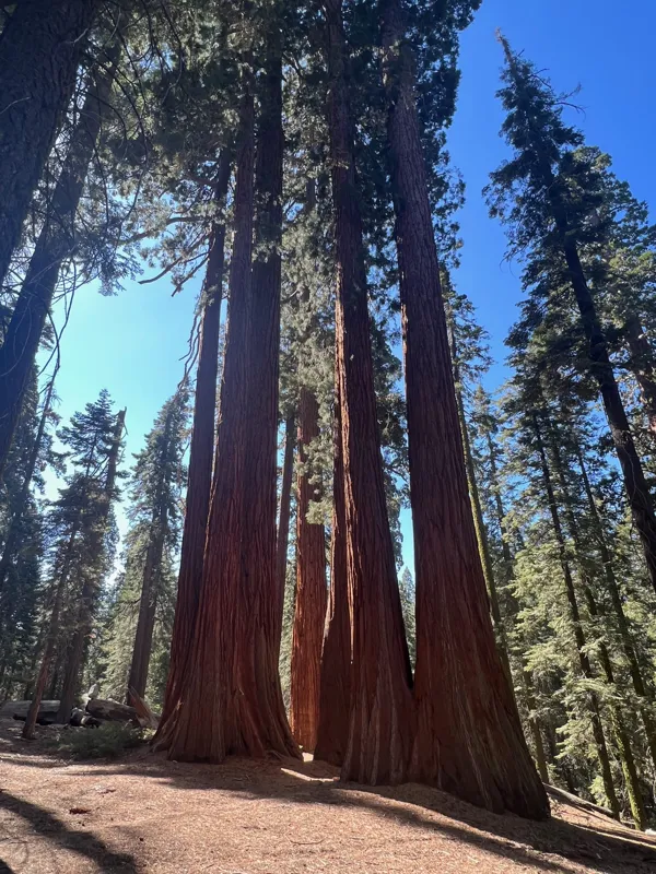 Kings Canyon National Park photo 141