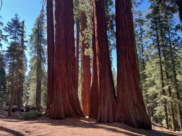Kings Canyon National Park photo 142