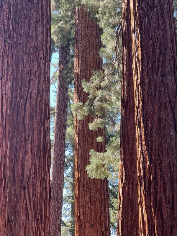 Kings Canyon National Park photo 143