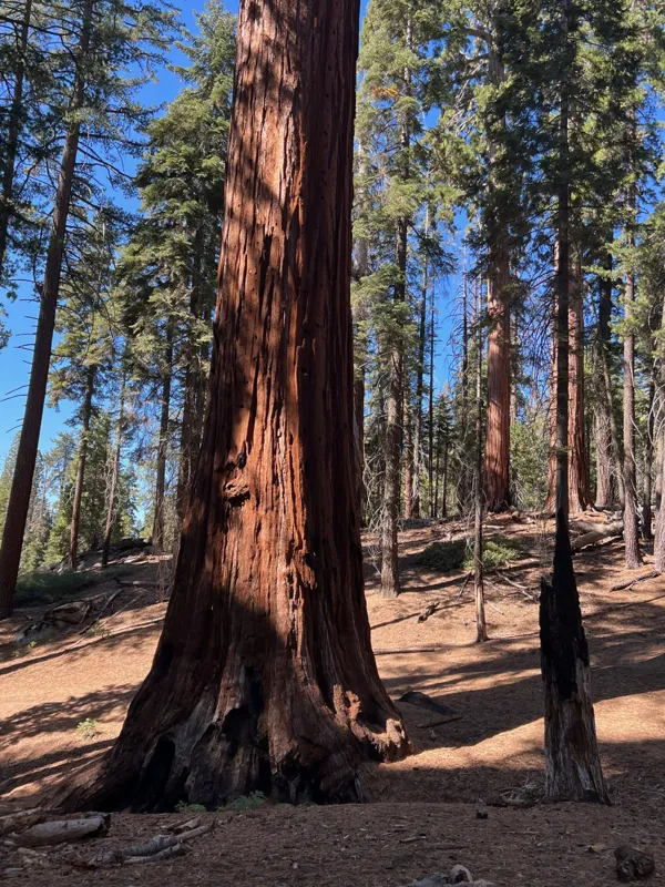 Kings Canyon National Park photo 144