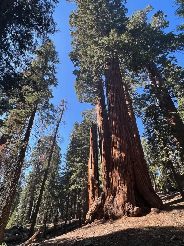 Kings Canyon National Park photo 147
