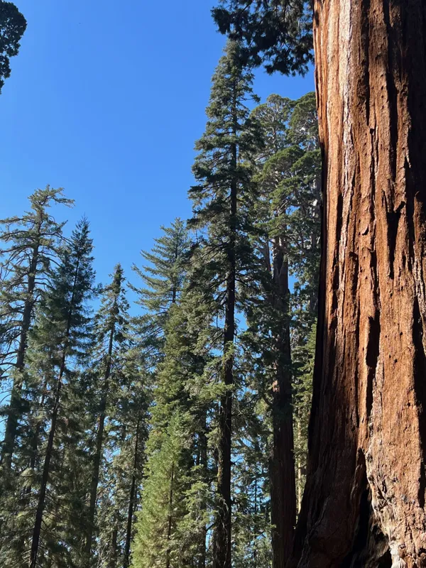 Kings Canyon National Park photo 148