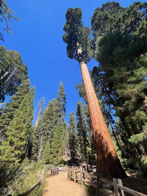 Kings Canyon National Park photo 150