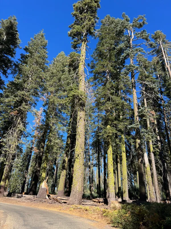 Kings Canyon National Park photo 155