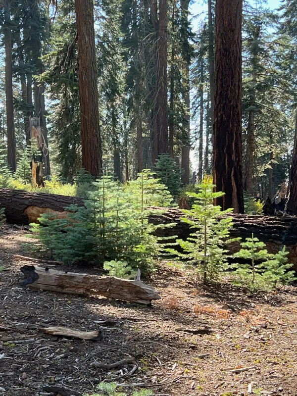 Kings Canyon National Park photo 156
