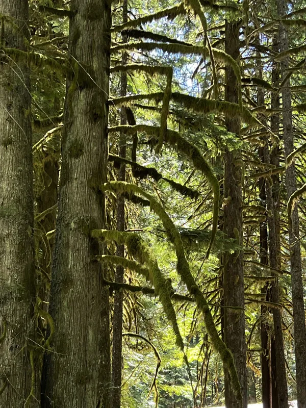 Mt. Rainier National Park photo 2