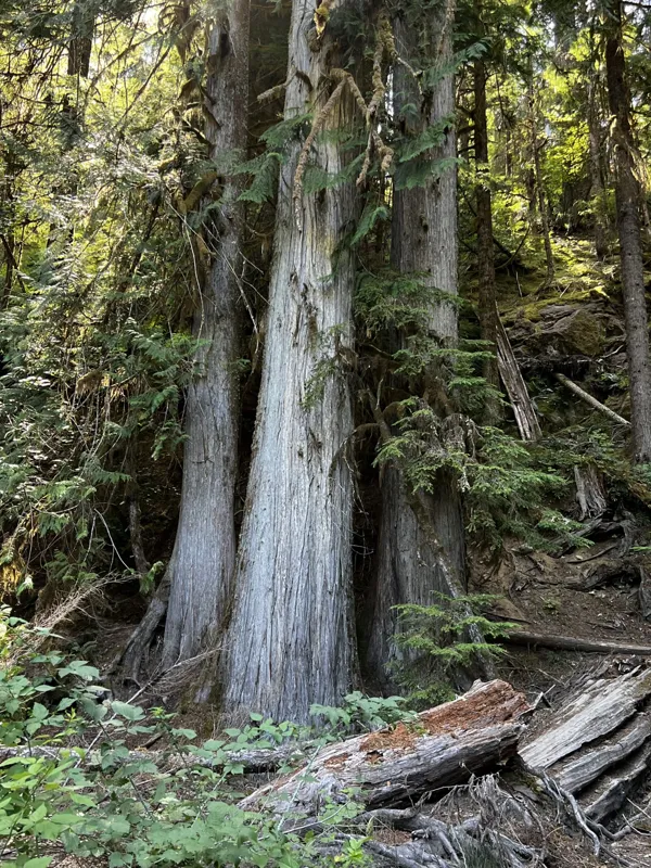 Mt. Rainier National Park photo 14