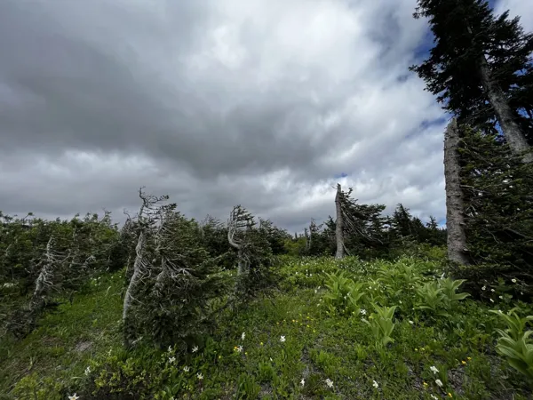 Mt. Rainier National Park photo 16