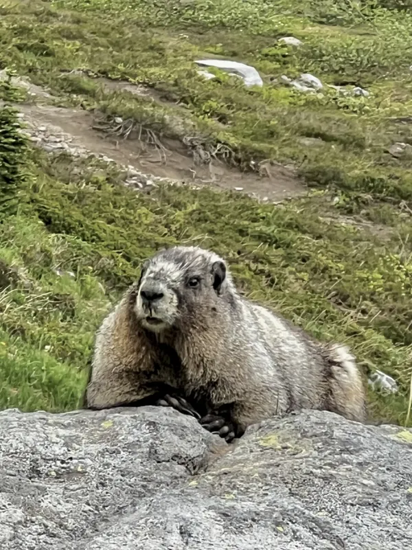 Mt. Rainier National Park photo 23