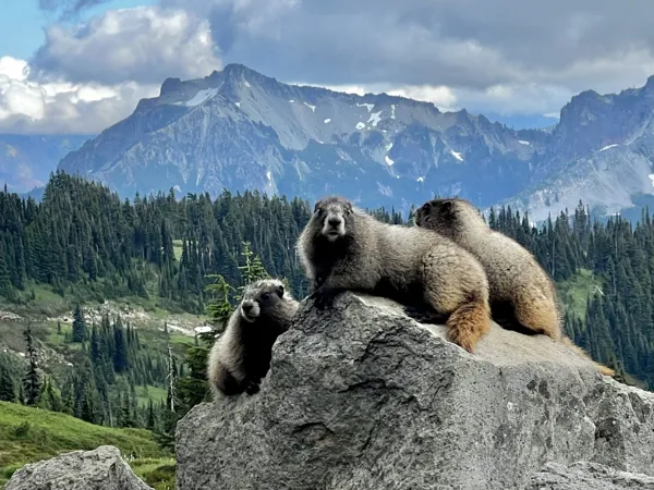 Mt. Rainier National Park photo 24