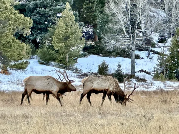 Rocky Mountain National Park photo 23