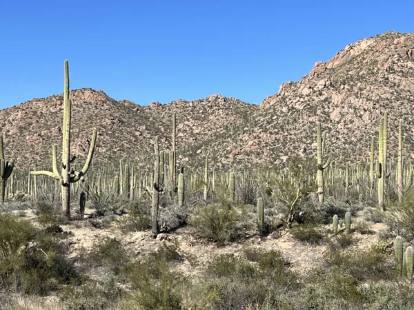 Saguaro National Park photo 1