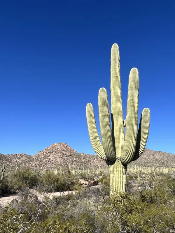 Saguaro National Park photo 2