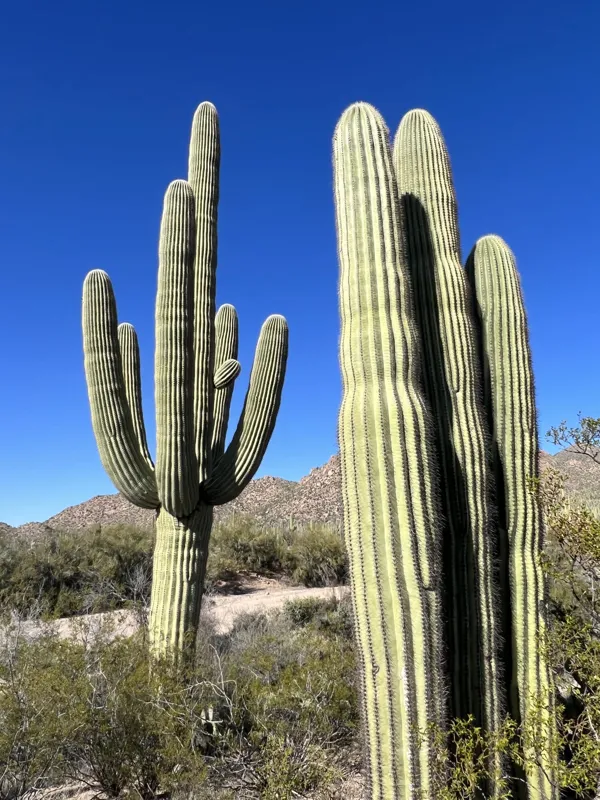 Saguaro National Park photo 3