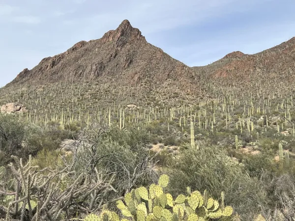 Saguaro National Park photo 4
