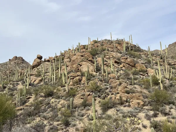 Saguaro National Park photo 5