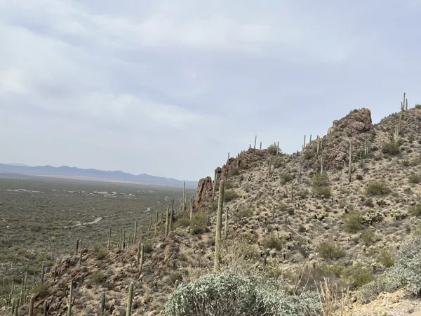Saguaro National Park photo 6
