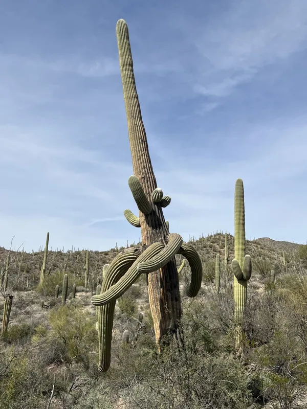 Saguaro National Park photo 8
