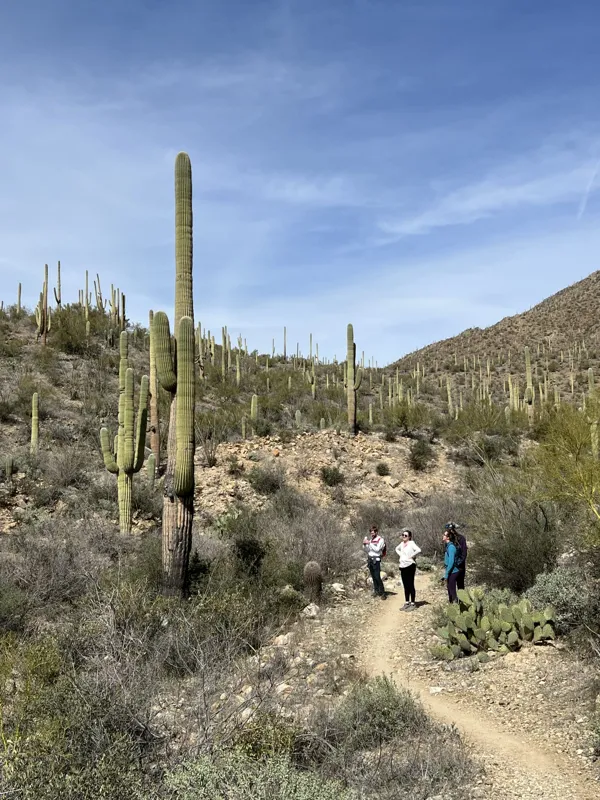 Saguaro National Park photo 9