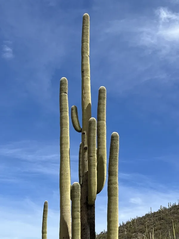 Saguaro National Park photo 10