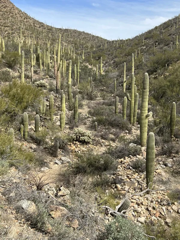 Saguaro National Park photo 11