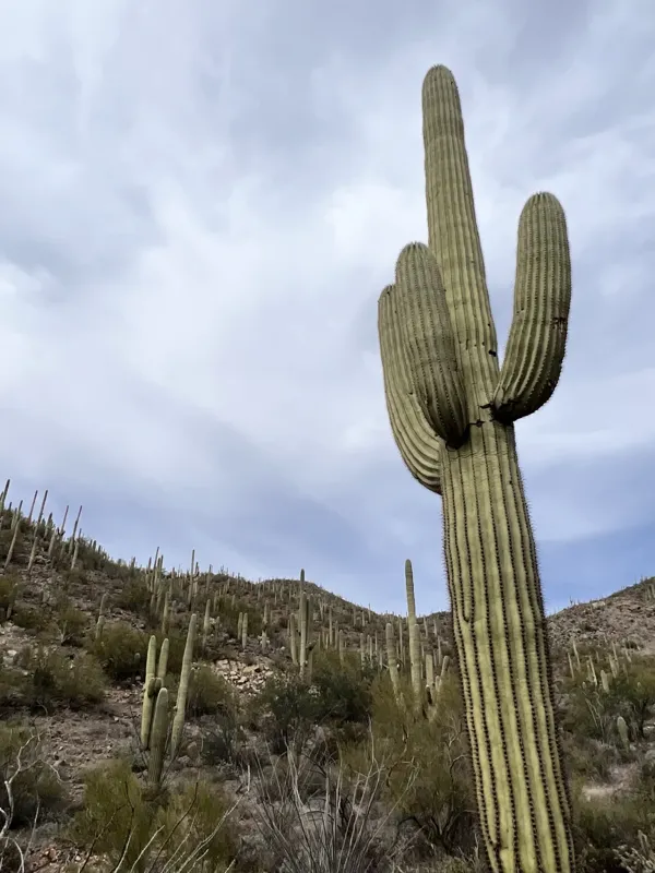 Saguaro National Park photo 12