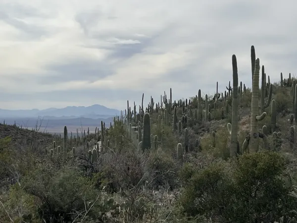 Saguaro National Park photo 13