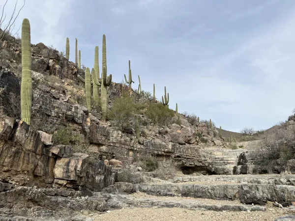Saguaro National Park photo 15