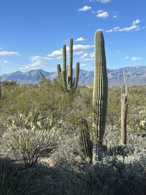 Saguaro National Park photo 18