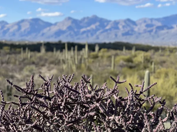 Saguaro National Park photo 19
