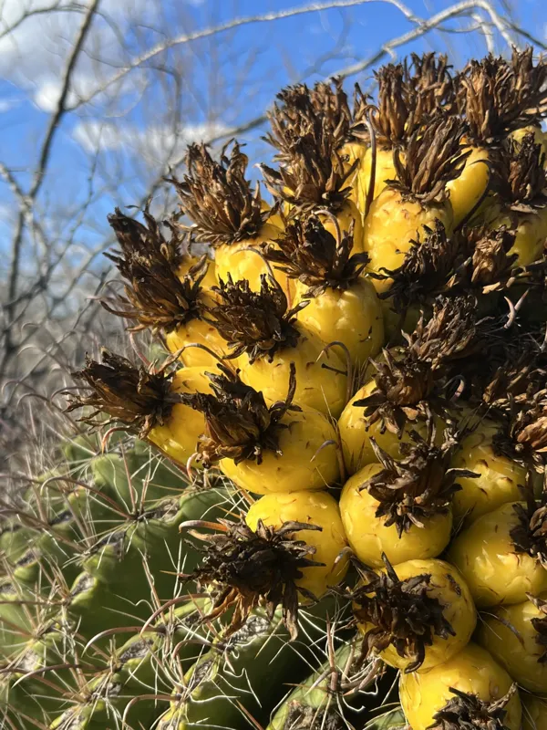 Saguaro National Park photo 20