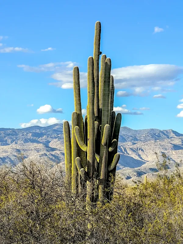 Saguaro National Park photo 22
