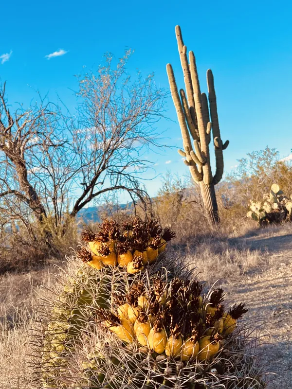 Saguaro National Park photo 23