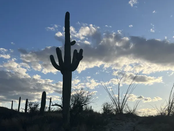 Saguaro National Park photo 25