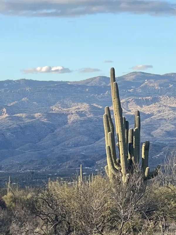 Saguaro National Park photo 26