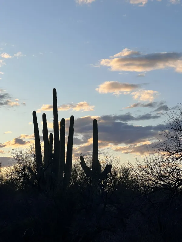 Saguaro National Park photo 27