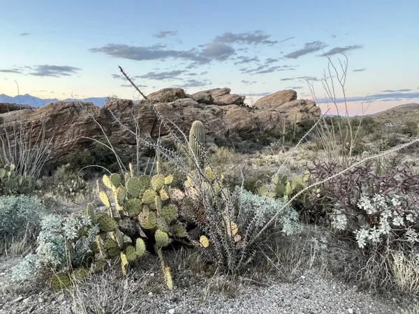 Saguaro National Park photo 28