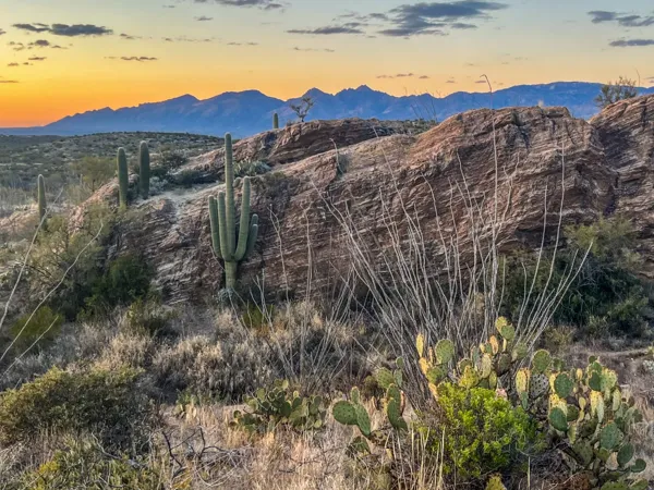 Saguaro National Park photo 29