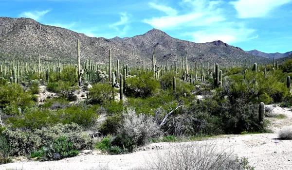 Saguaro National Park photo 30