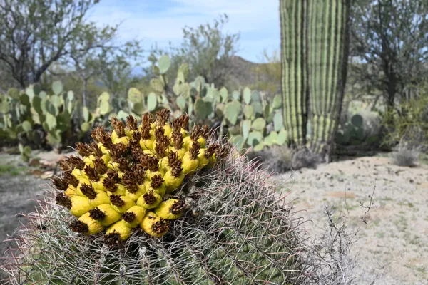 Saguaro National Park photo 31