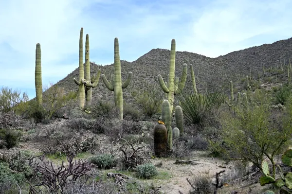 Saguaro National Park photo 32