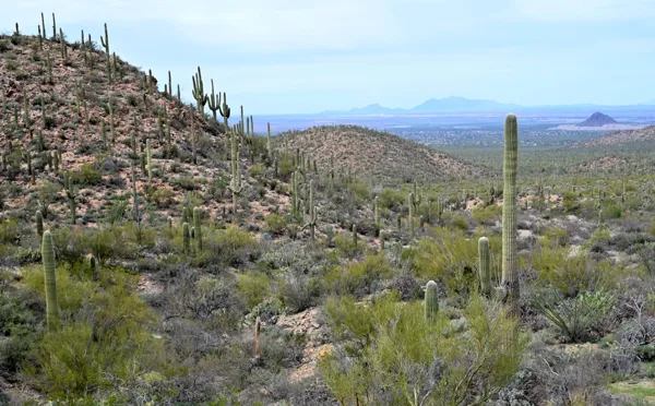 Saguaro National Park photo 33