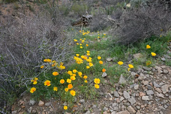 Saguaro National Park photo 34