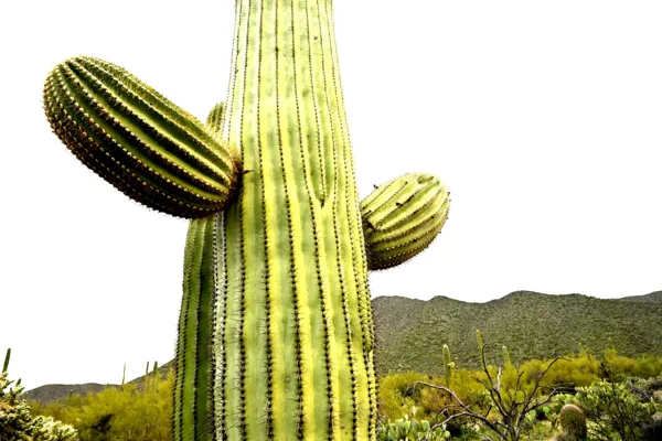 Saguaro National Park photo 36