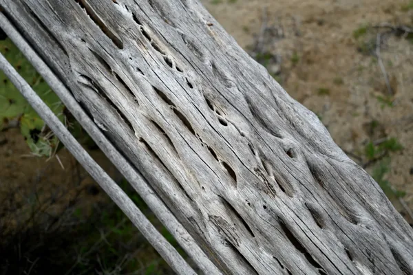 Saguaro National Park photo 37