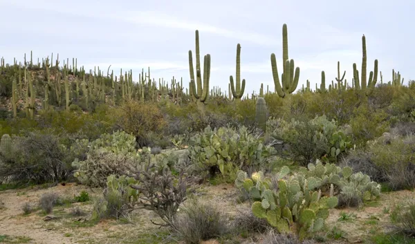 Saguaro National Park photo 38