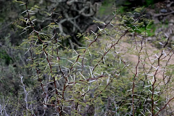 Saguaro National Park photo 41
