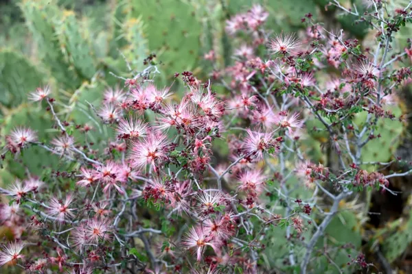Saguaro National Park photo 42