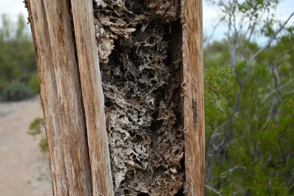 Saguaro National Park photo 43